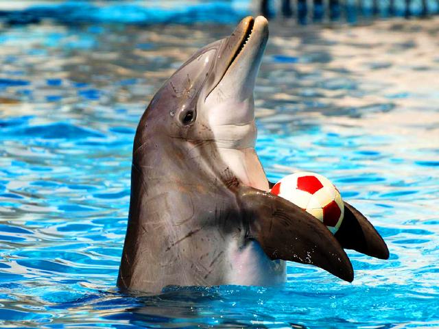 Dolphin Village Dammam: Popular Sea Lion & Dolphin Show