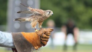  Falconry 