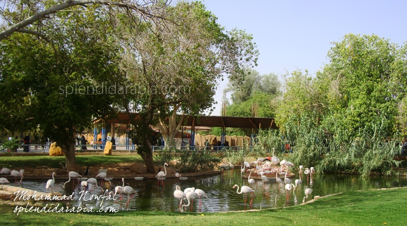 Riyadh Zoo